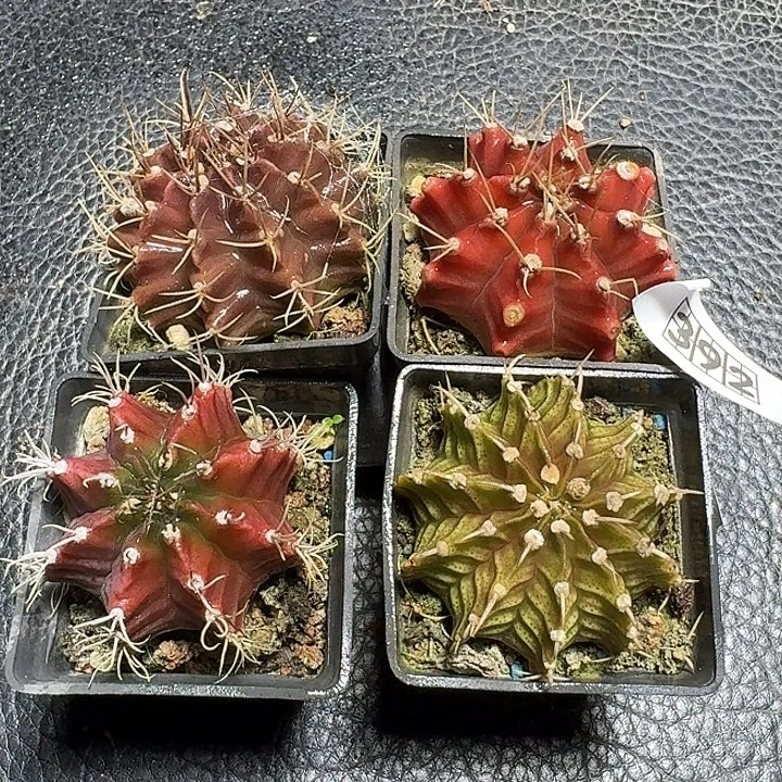 392一套米哈牡丹脱土发货