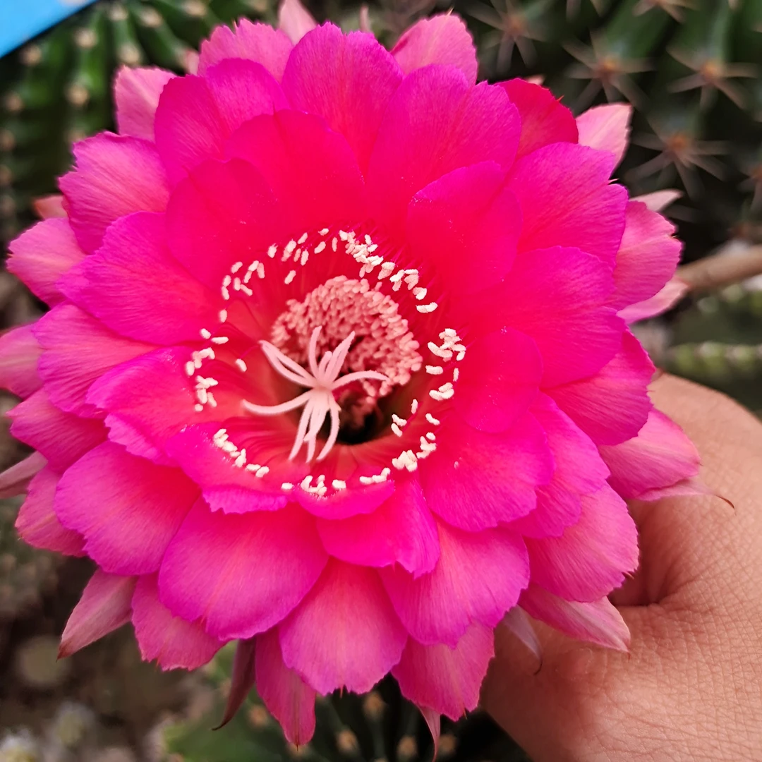 玫红色  大球体   花色鲜艳