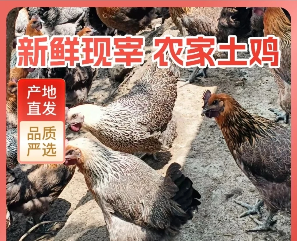 临沧农家散养一年老母鸡（炒好）冷链空运品质保障