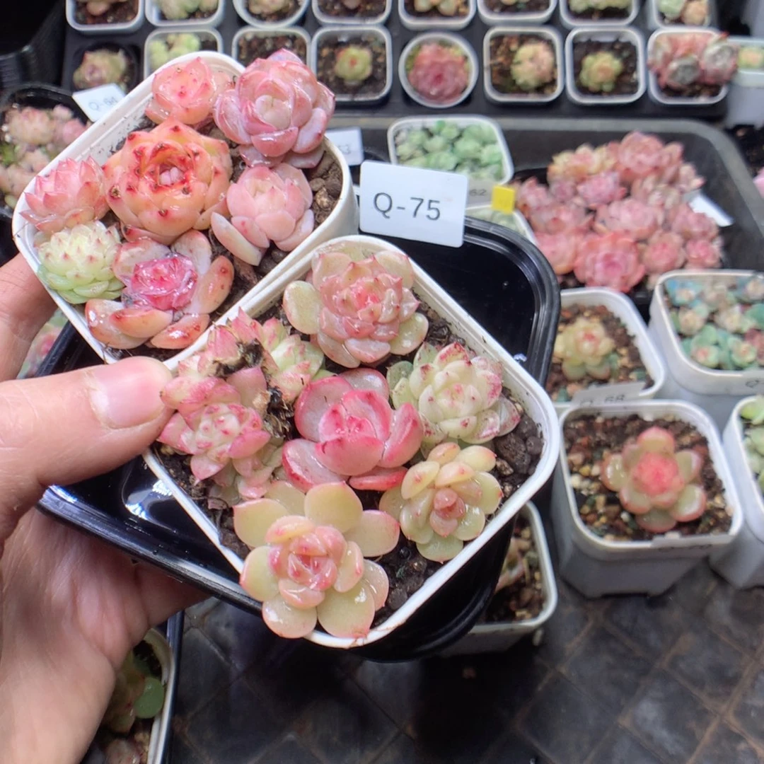 无花朵Q75 yyyyyyy