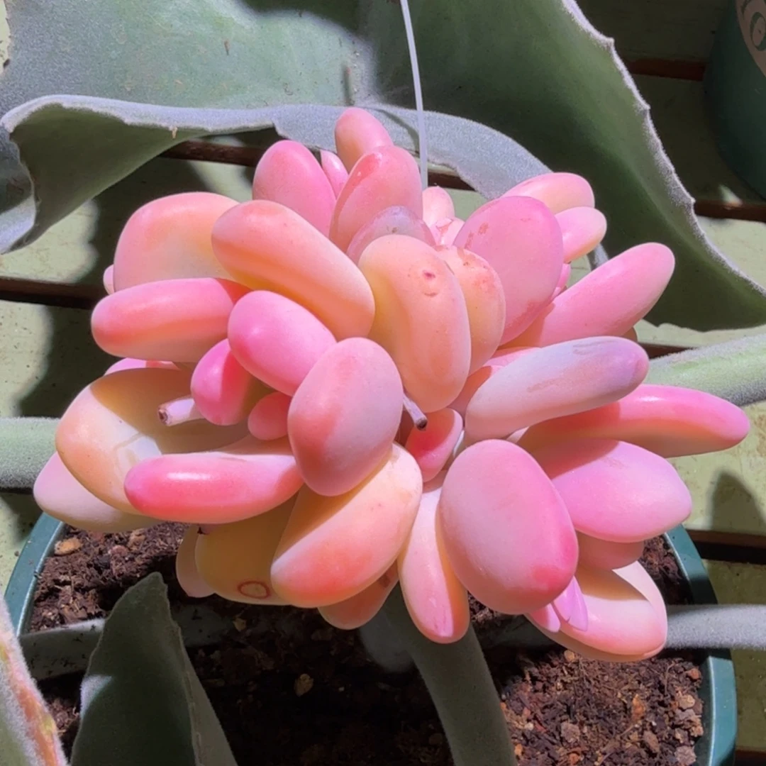 奶酪锦群，锦上园艺一物一拍