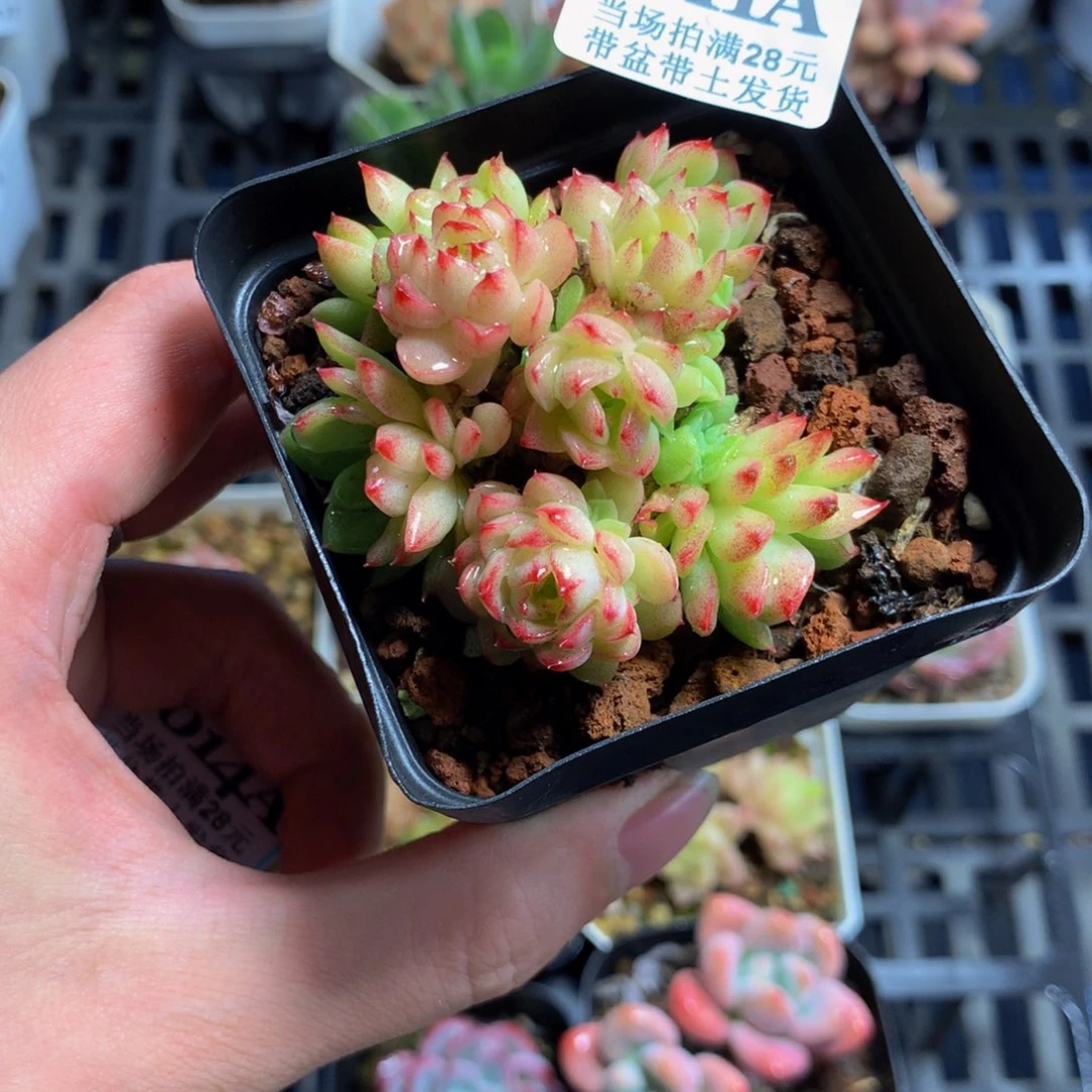 5厘米盆精控多肉1011