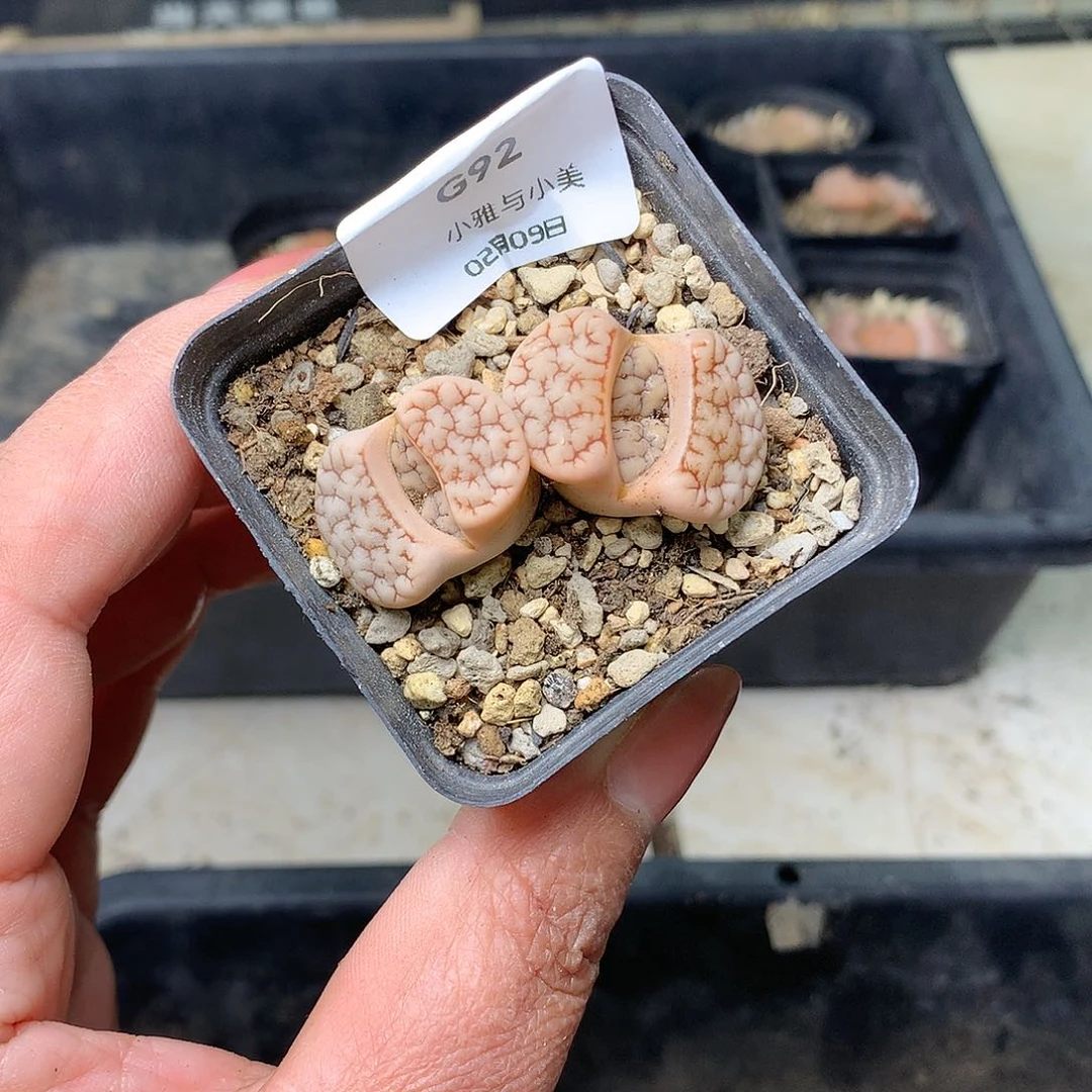 G92多肉植物保护研究所