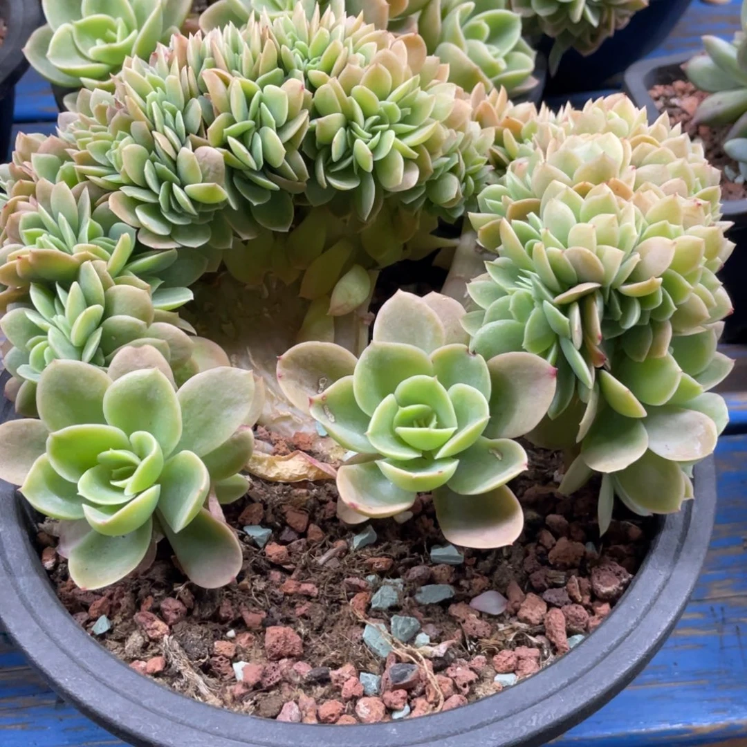 活***老星纳塔缀化小树断头瑕疵58