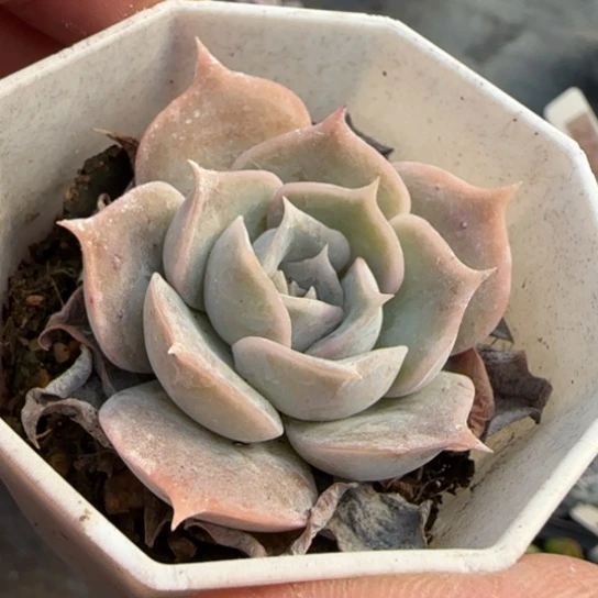 122沙漠骆驼多肉植物多