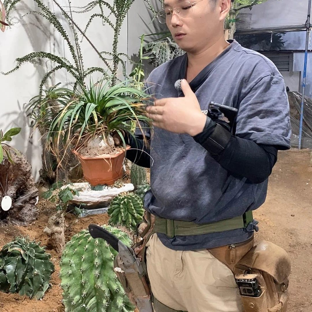 6-7公分酒瓶兰小苗