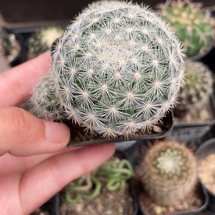 050满月仙人球植物