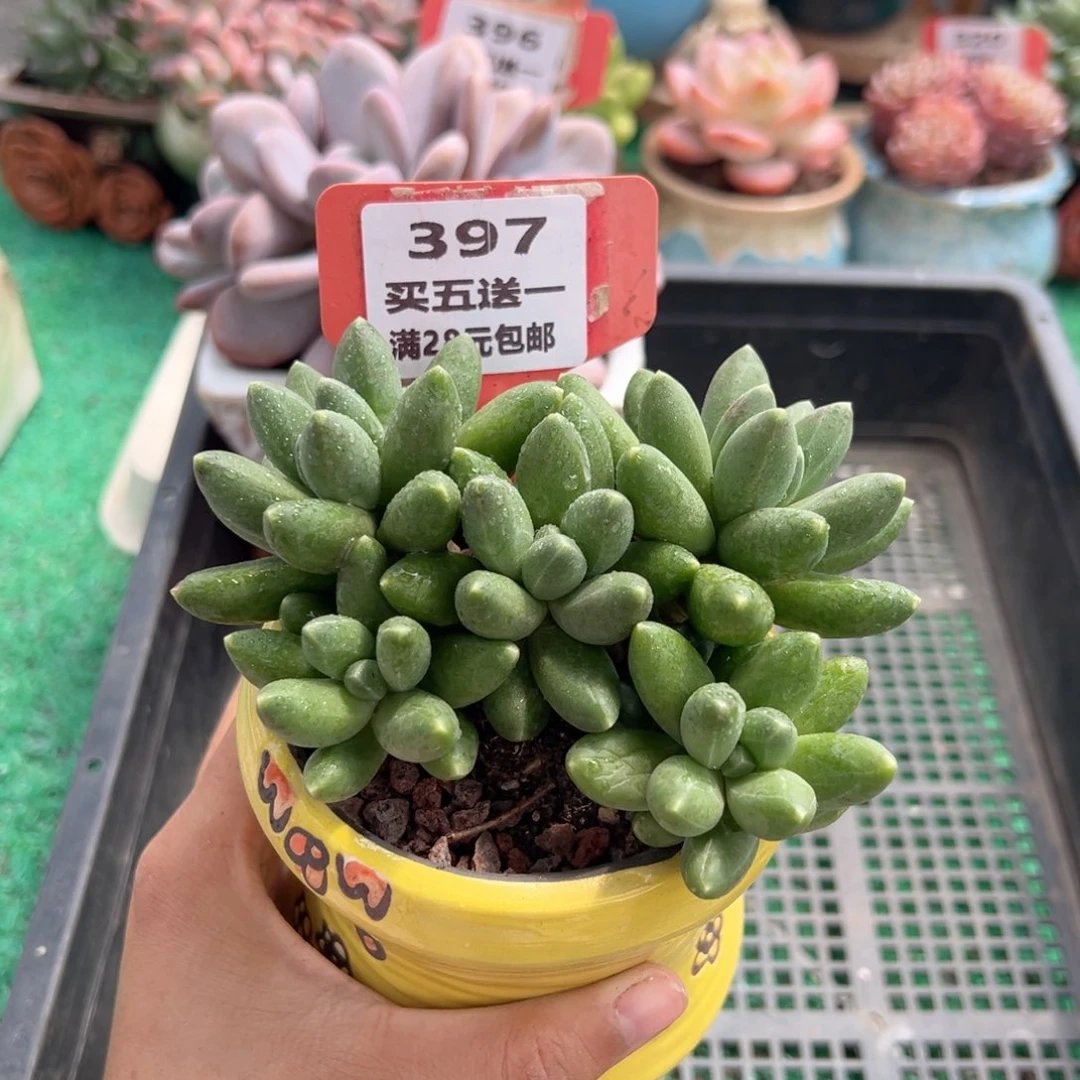 表妹精品多肉植物397.