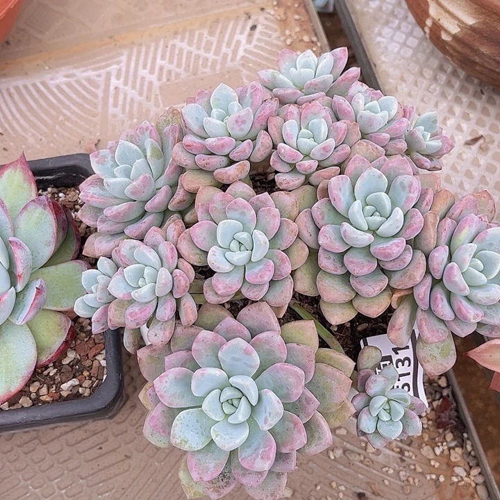花斑鹿25132多肉植物
