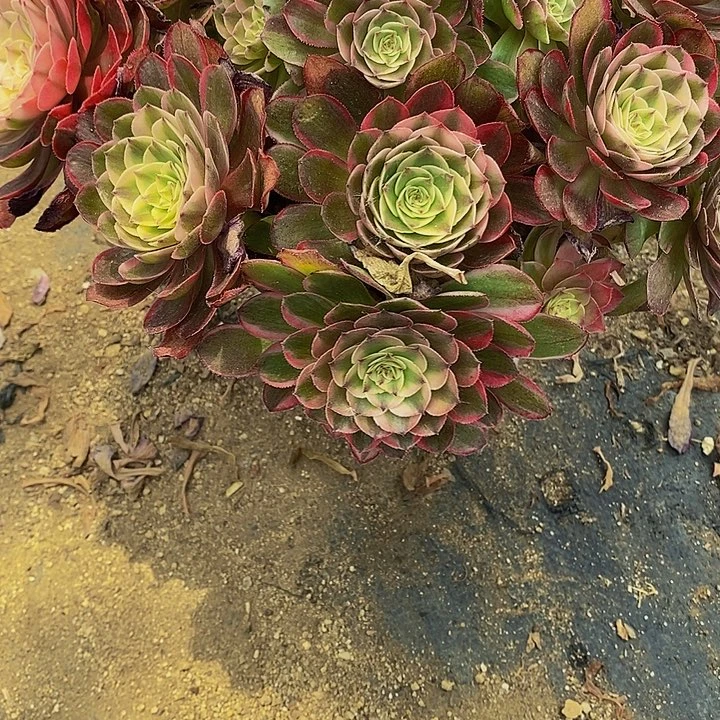 依***人多肉荔枝优选084多肉