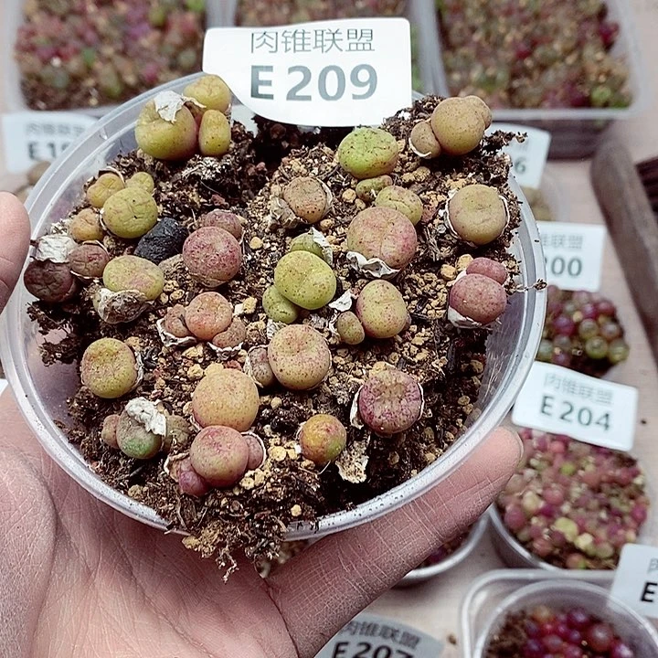 娇**儿209呃呃呃呃呃呃呃呃呃呃呃