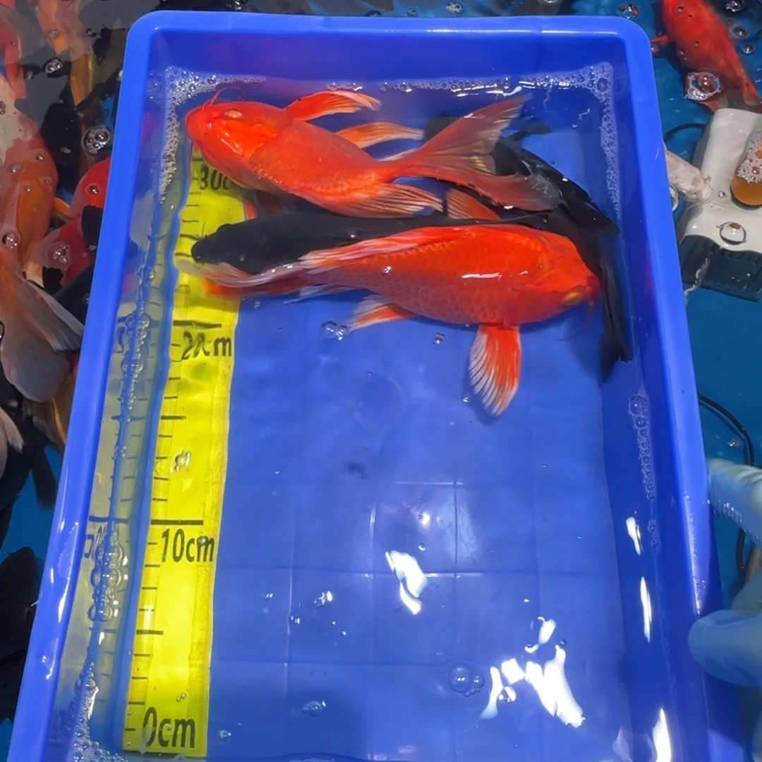 中国大陆蝴蝶鲤四条