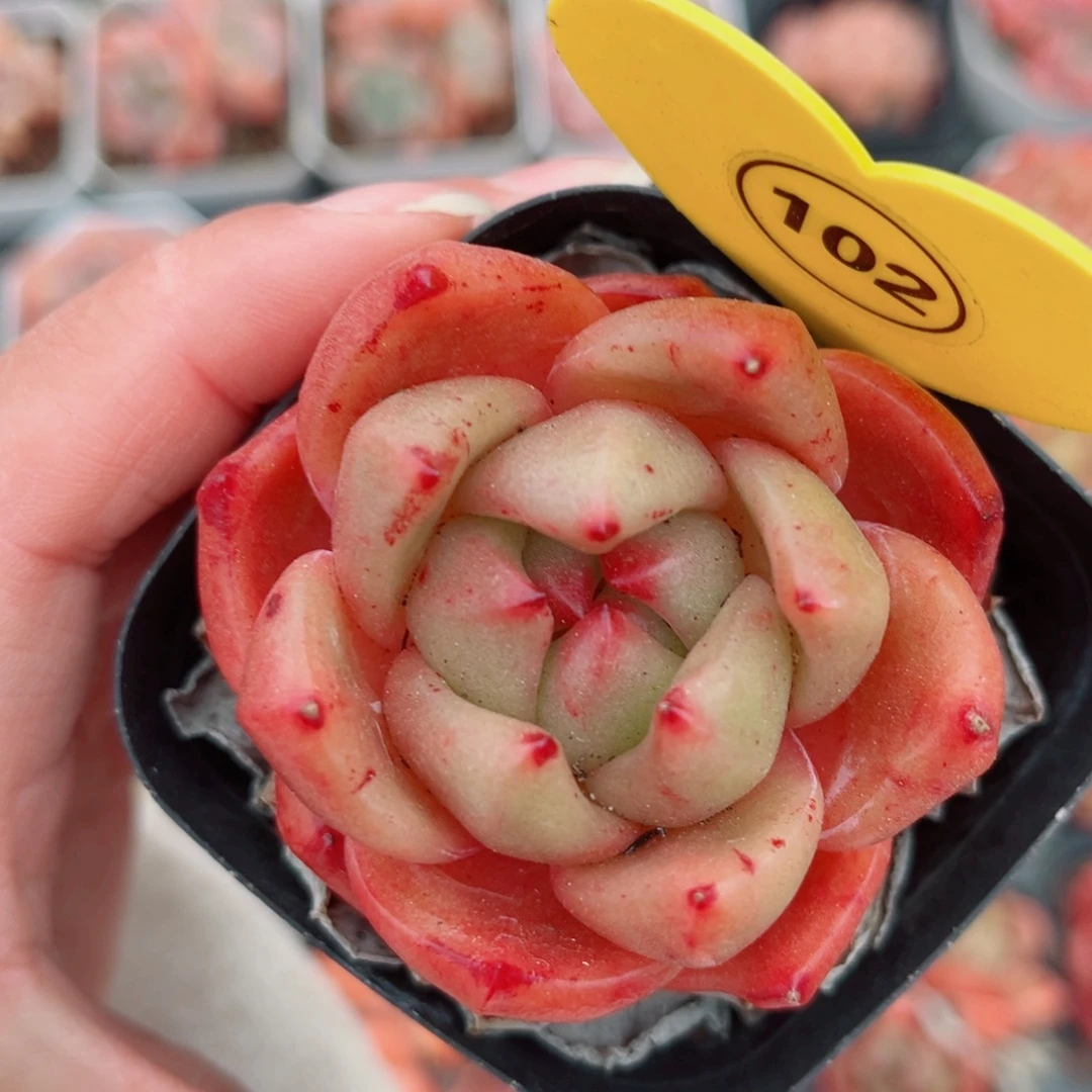 102号小老桩安可珍妮单头