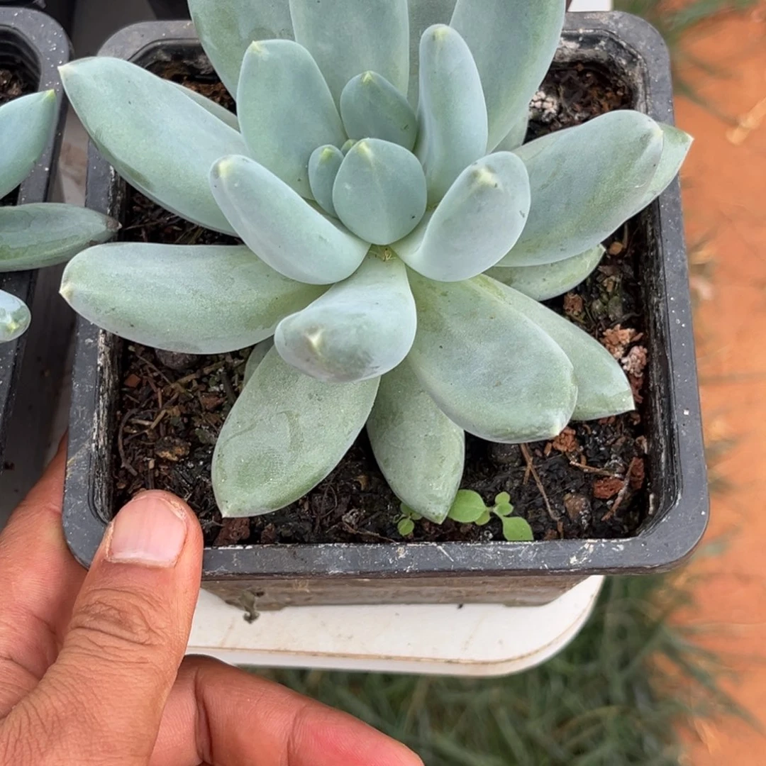 美人杂多肉植物370