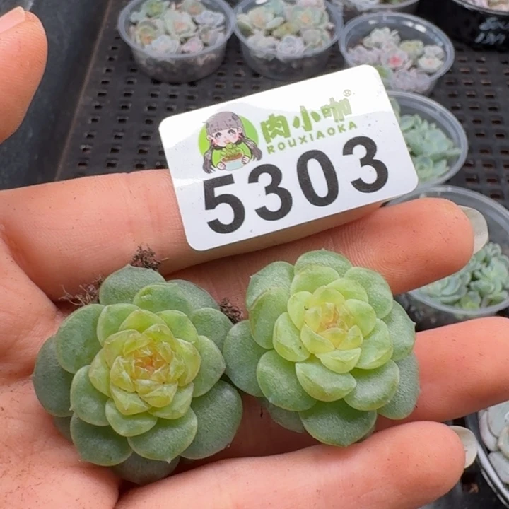 @****多肉植物多头植物