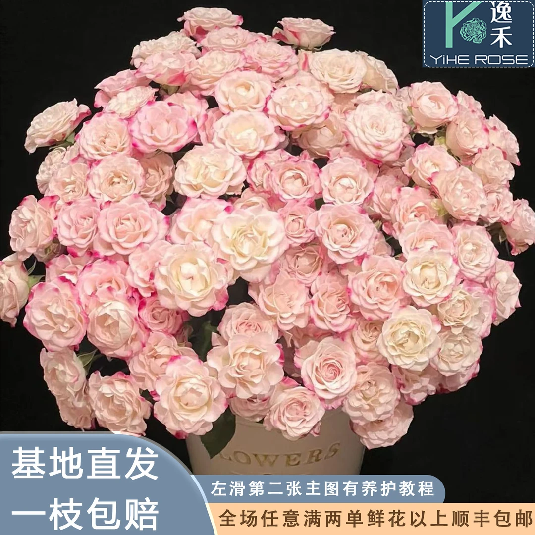 逸禾基地折射多头玫瑰玫瑰鲜花基地直采直发2单顺丰包邮含保鲜剂