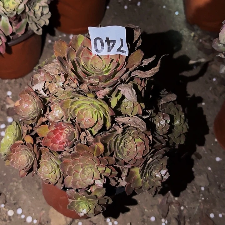 740男爵多肉植物不售后