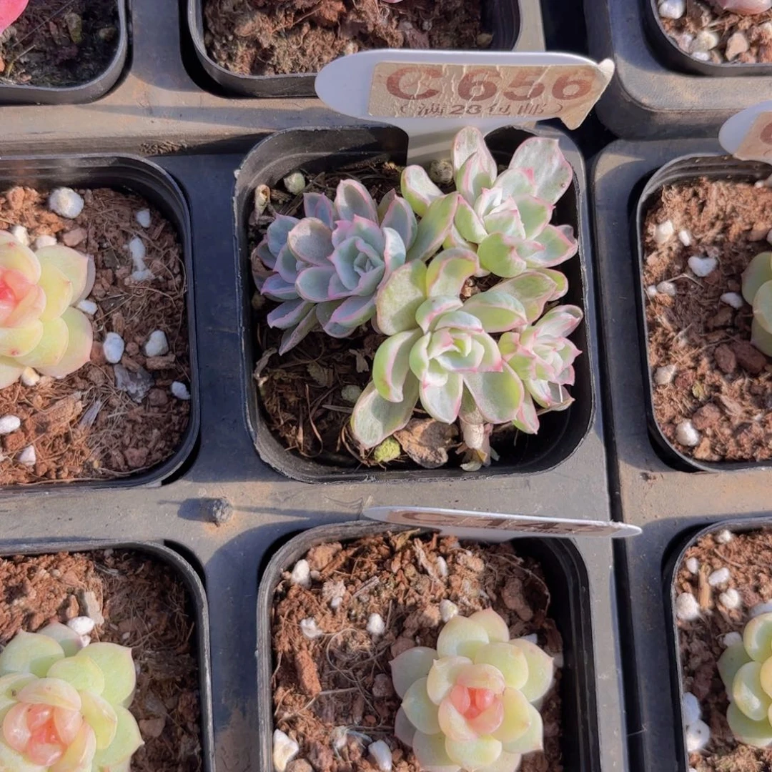 C656伯克利锦一物一拍