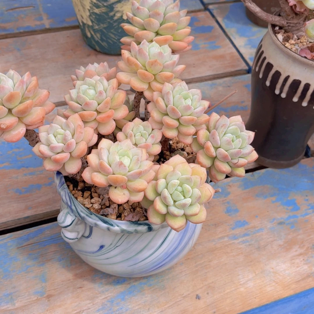 常***常多肉植物组合盆栽植物