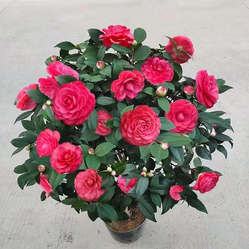 【红赤丹茶花】耐寒四季茶花树苗花卉好养室内外盆栽多年生苗带花苞