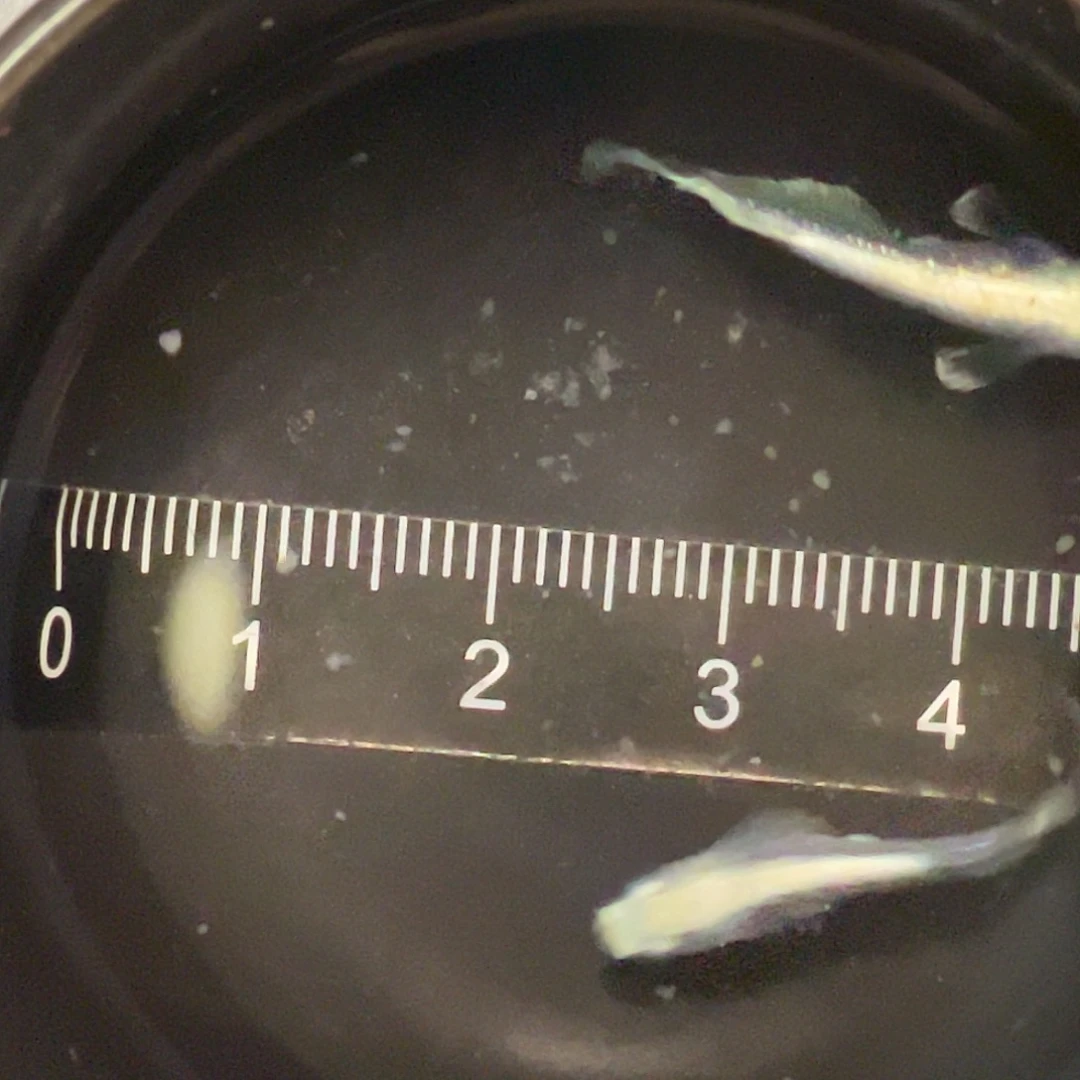 青鳉竞拍13号艾梅金一对