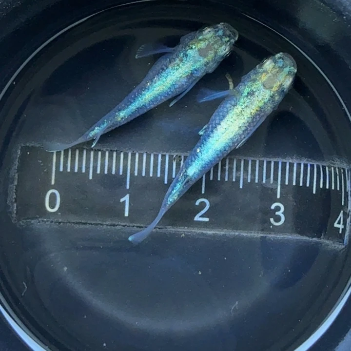 青鳉鱼全息图24号