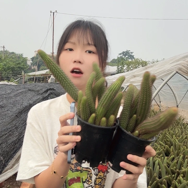 垂钓金妞两颗（掉头掉崽不售后）6头起