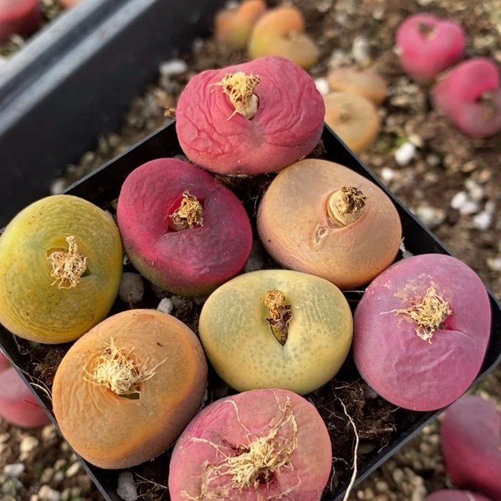 375有伤一组一组