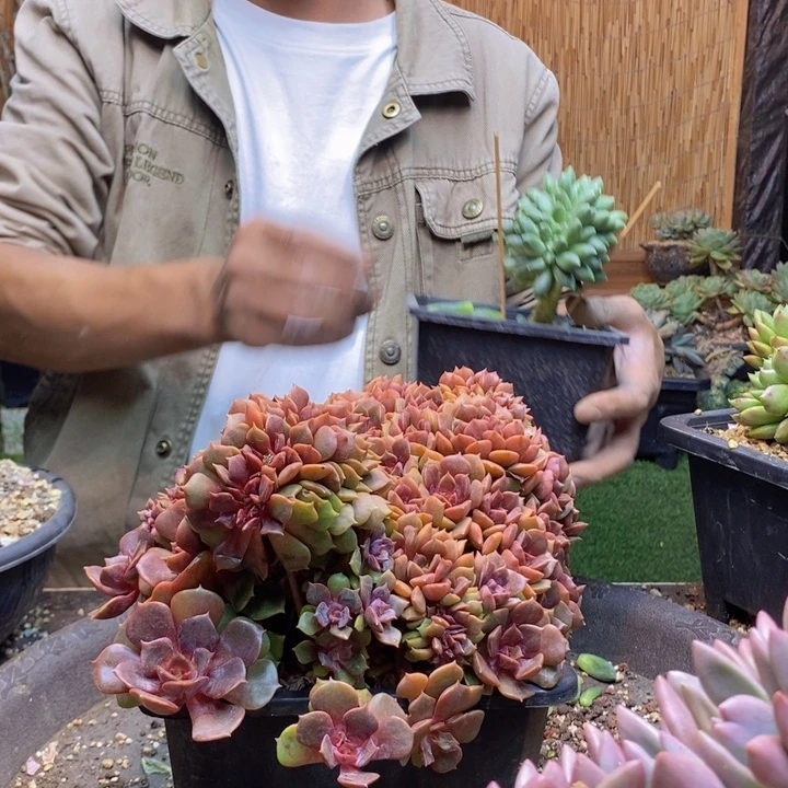 小****321号大红袍多肉植物