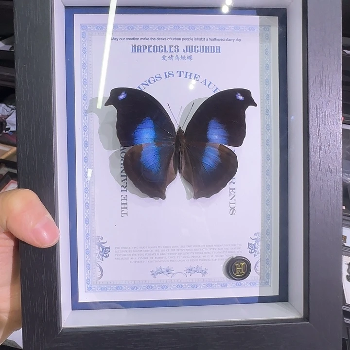 爱情鸟蛱蝶蝴蝶标本