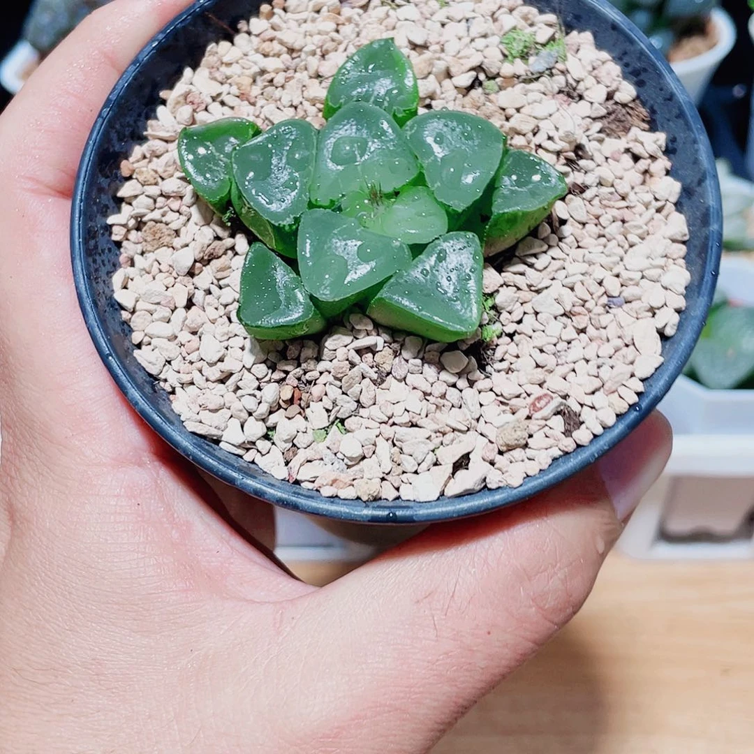 万象姬翠玉露寿多肉