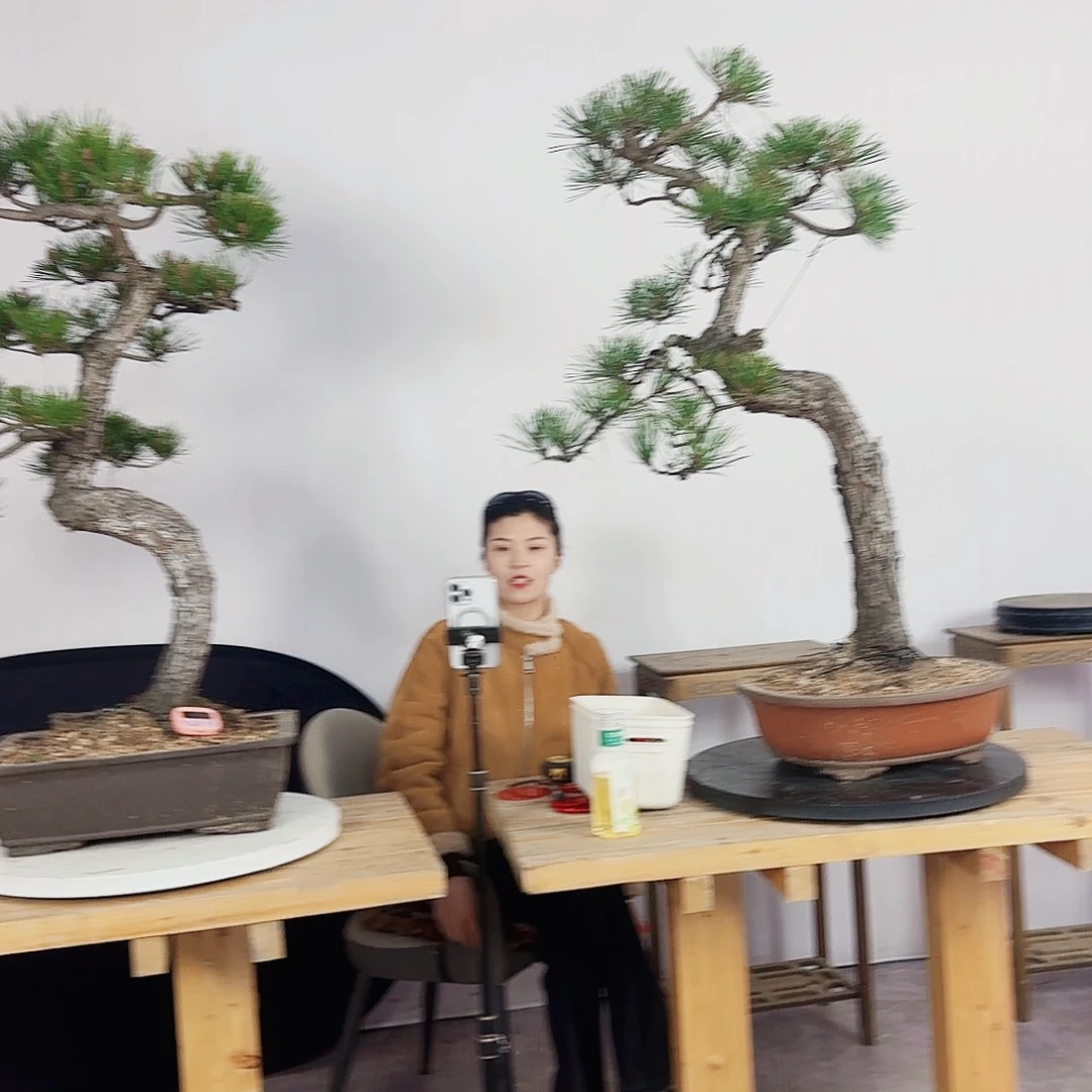 风**起黑松盆景直播间