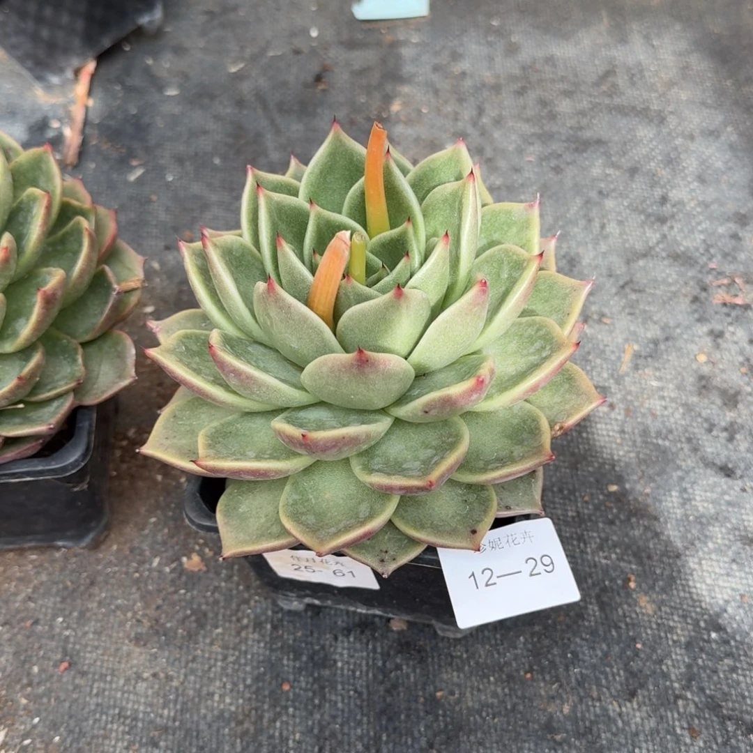 12-29买来的东云一颗