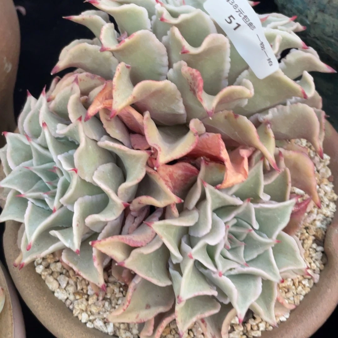 51饺子皮三头多肉植物老桩