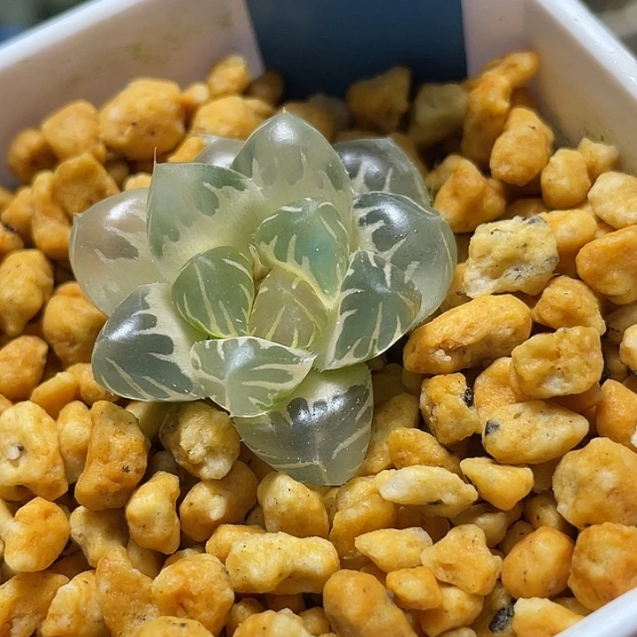 664糊斑白锦水中月特选