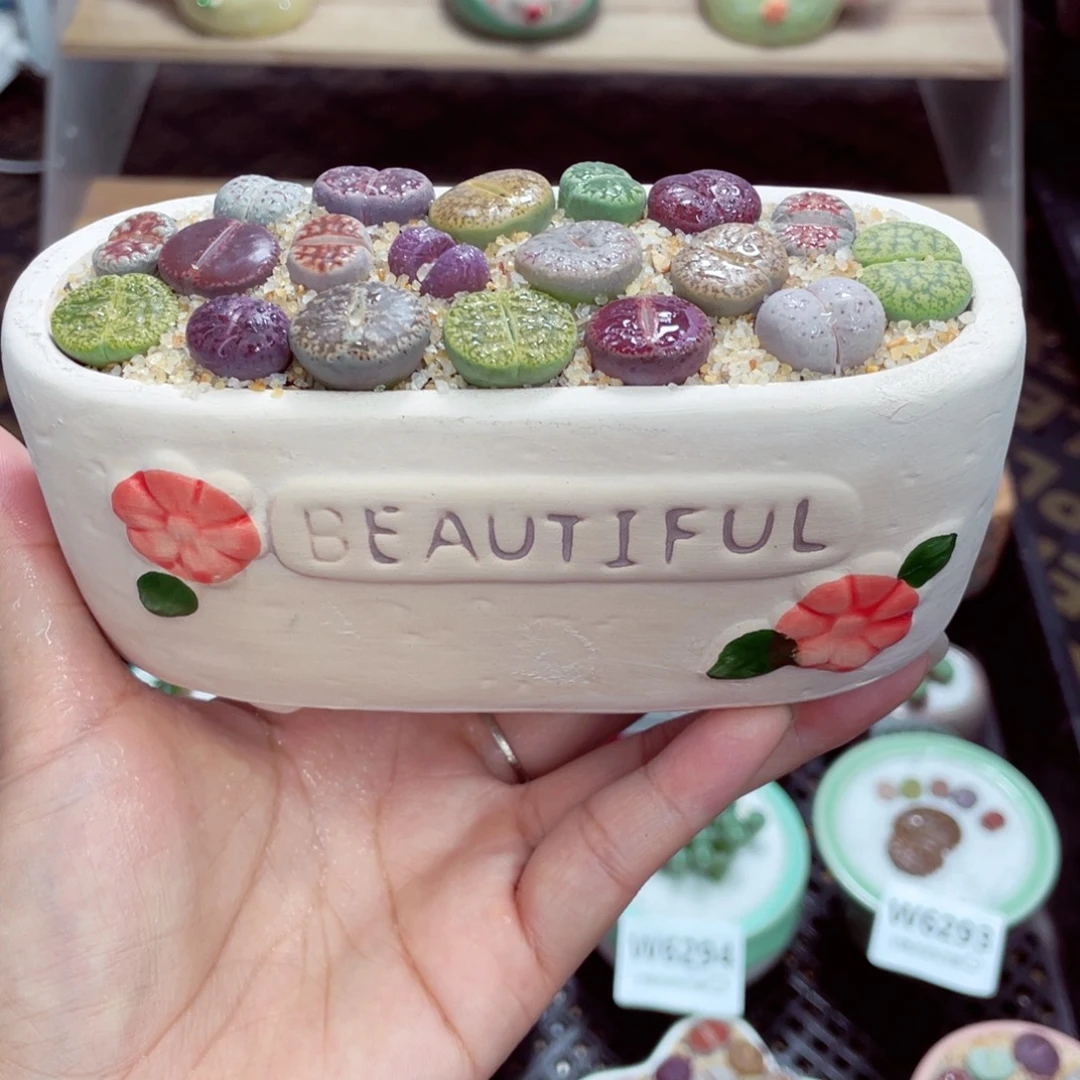 w6298 带盆土发货一物一拍