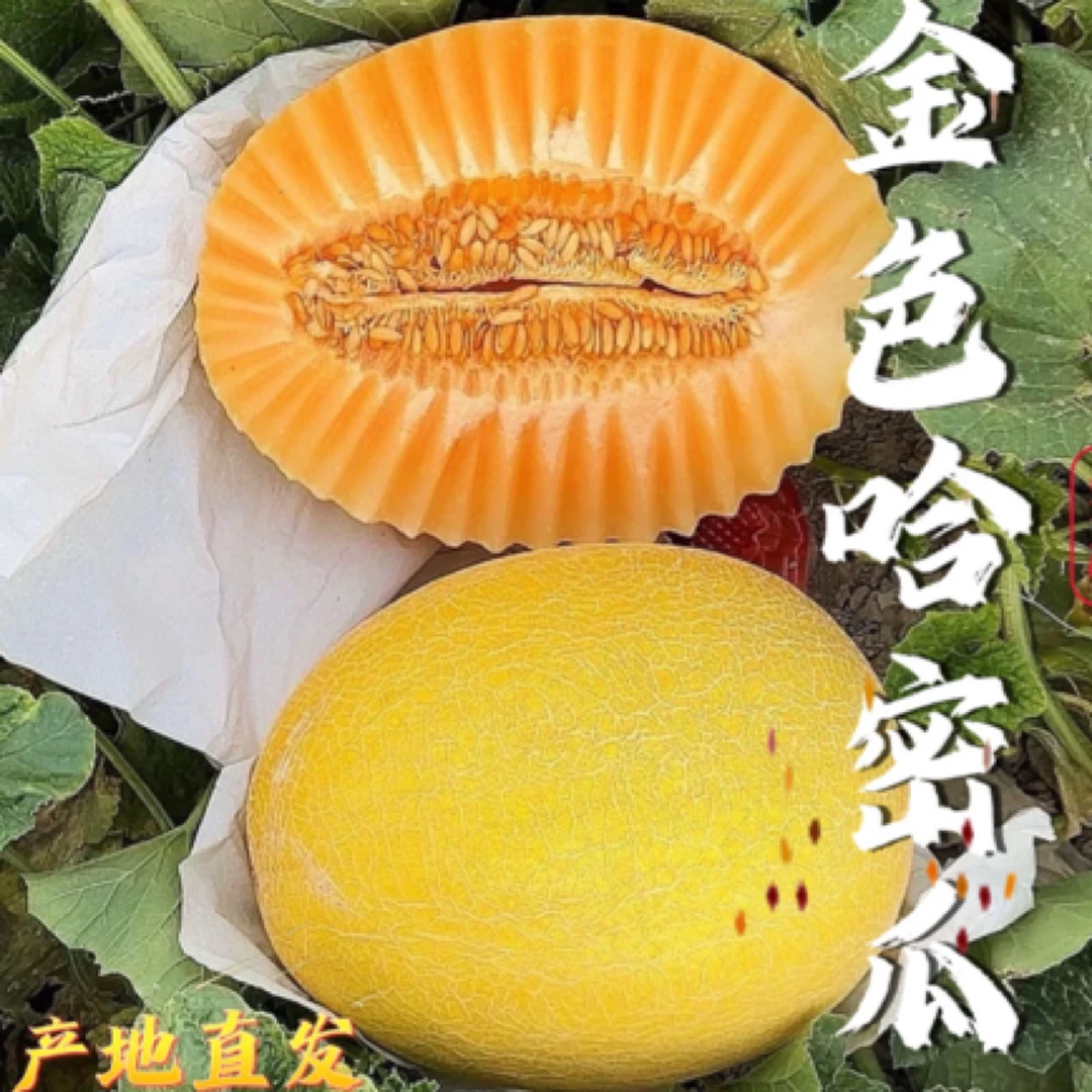 正宗甘肃民勤蜜瓜金色年华新鲜现摘沙漠甜瓜应季水果