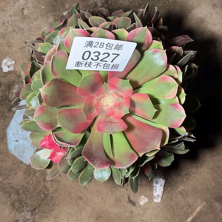 0327香妃多肉植物