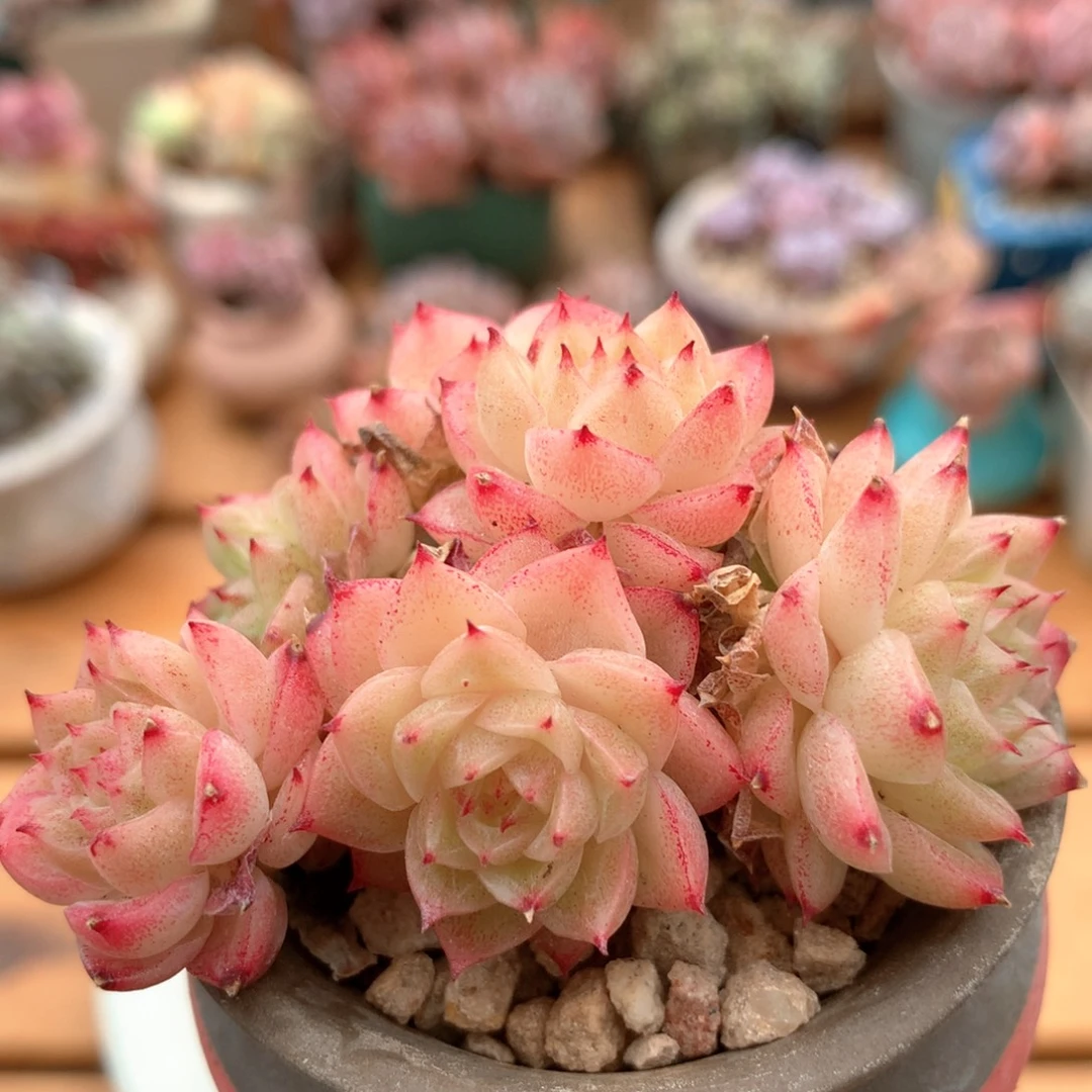 麦杆一物一拍 022