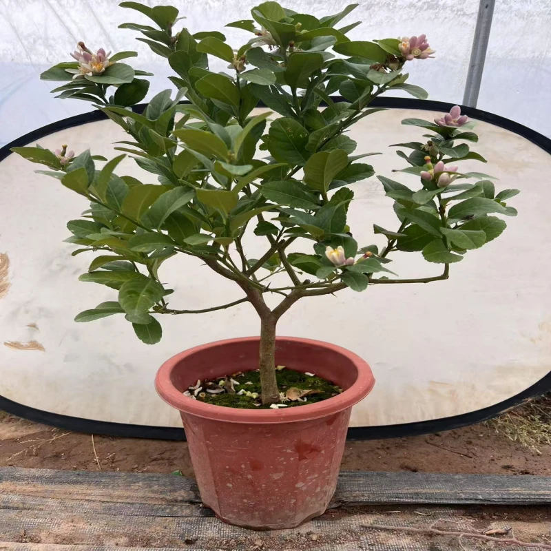 香水柠檬树苗盆栽庭院绿植四季结果好养植物