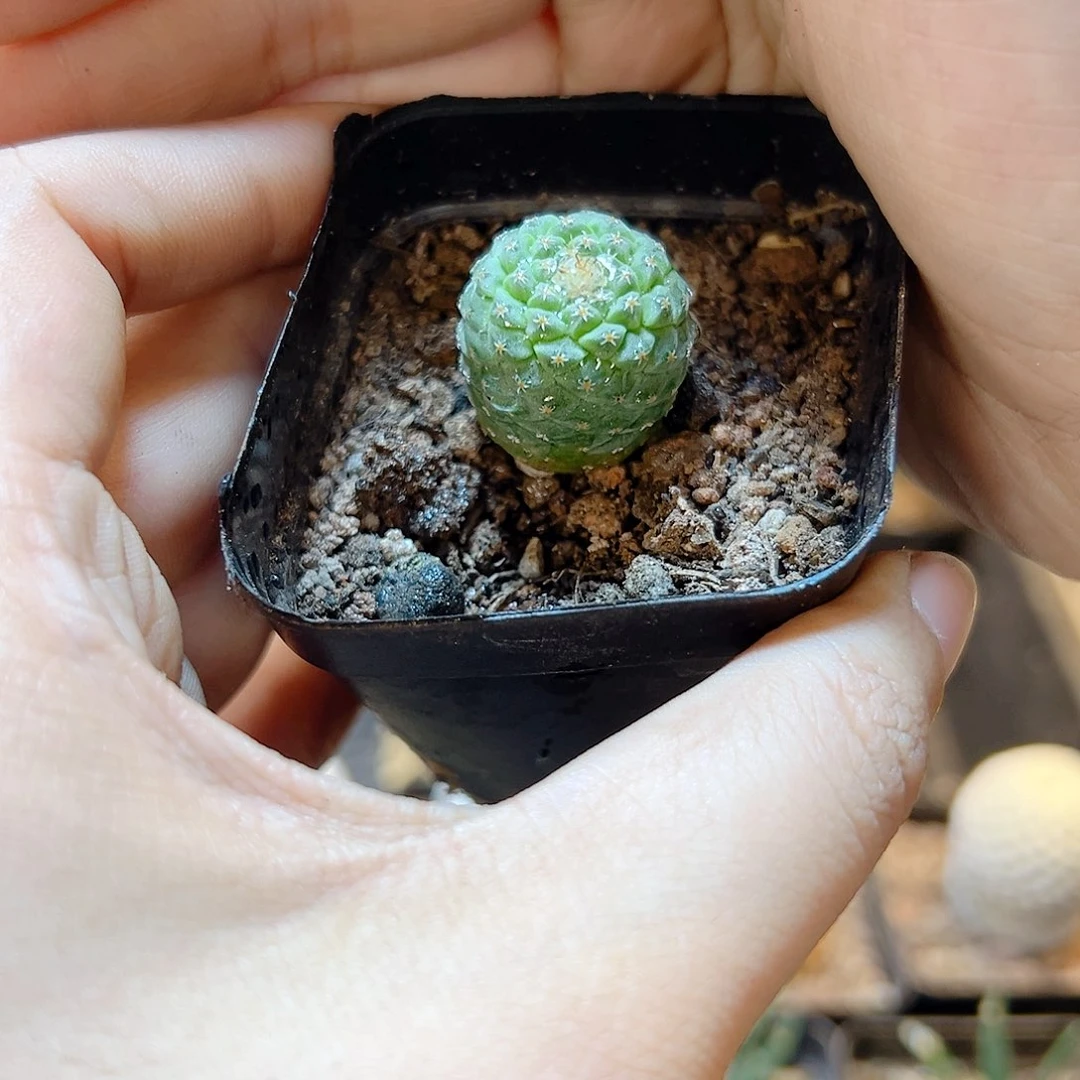 实生菊水1.7公分1颗