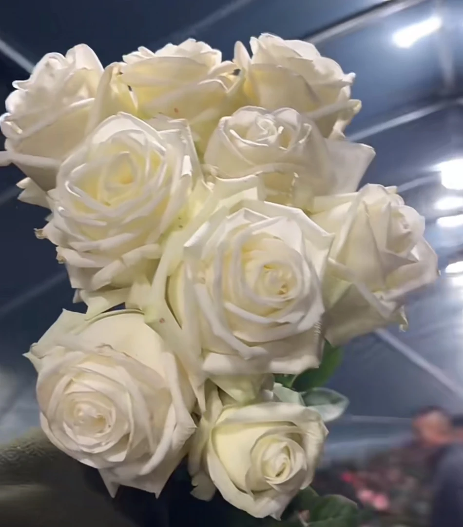 超新品切花【白色房子】白色高杯浓香大切花阳台庭院月季