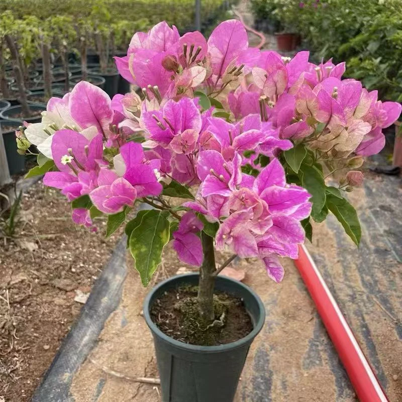 三角梅带花盆栽大苗重瓣适合室内阳台庭院种植的树苗