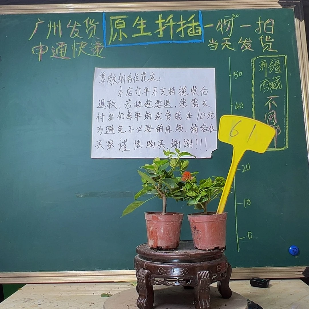 当前无花栽培后可以开花香港丽人掌中宝 暗斑五宝掌中宝61