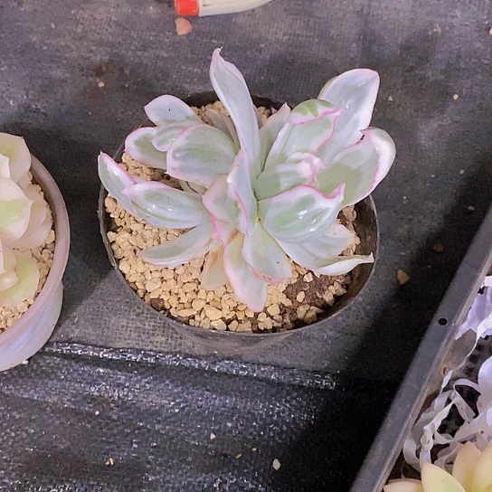 无花朵刘*伯克利锦
