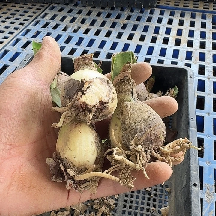 羽芙蓉朱顶红一棵3+
