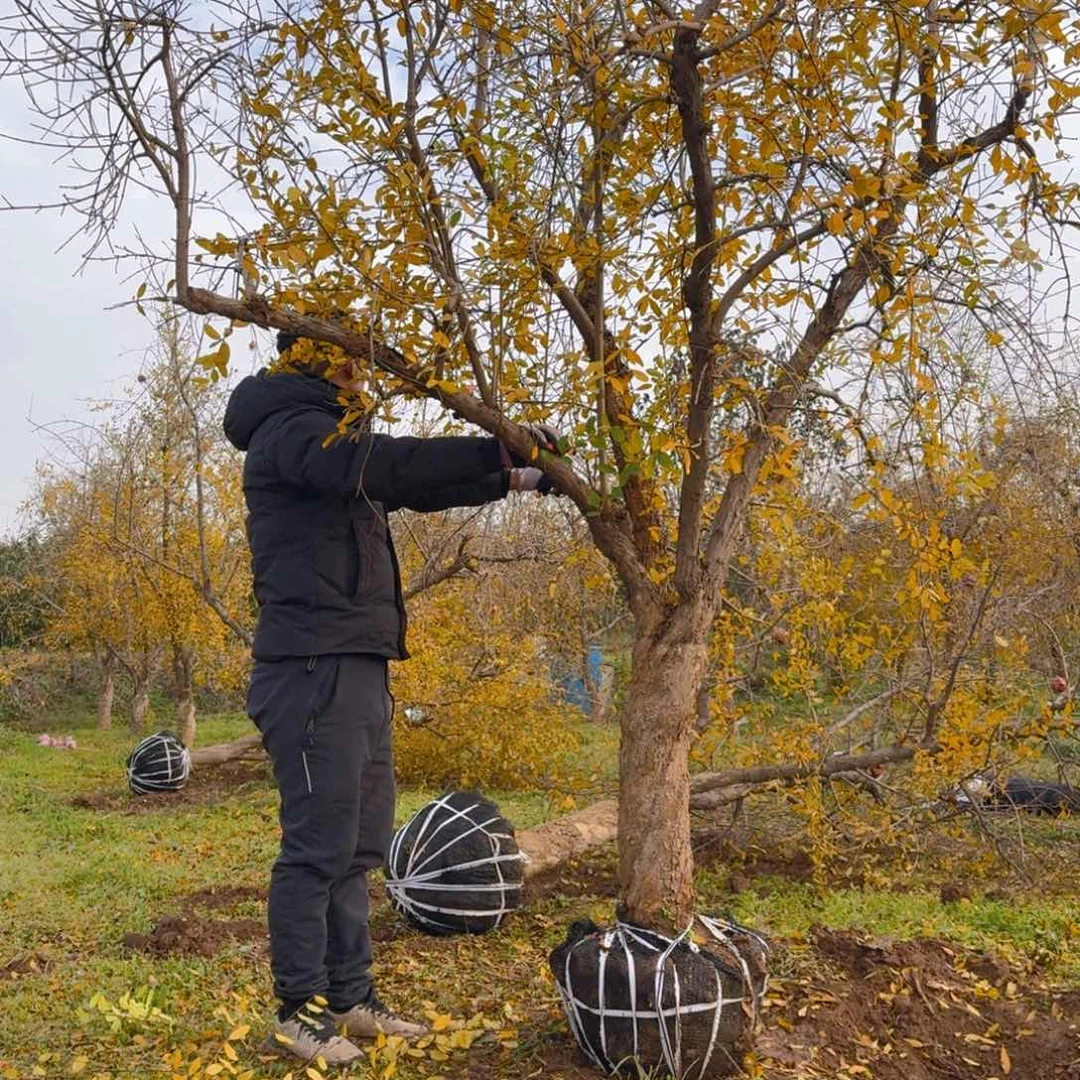 完全开放完全开放