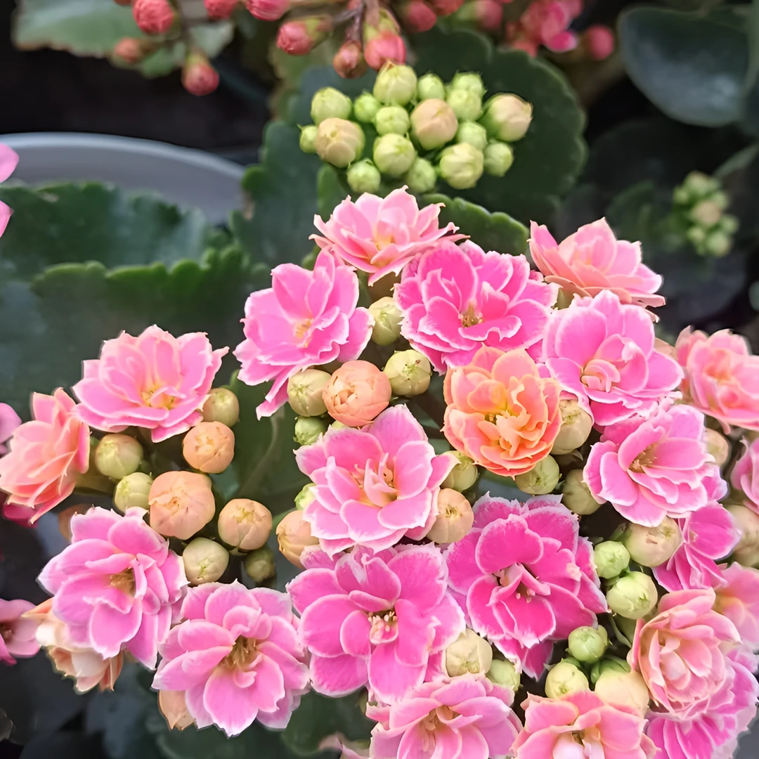 彩蝶～粉色长寿鲜花