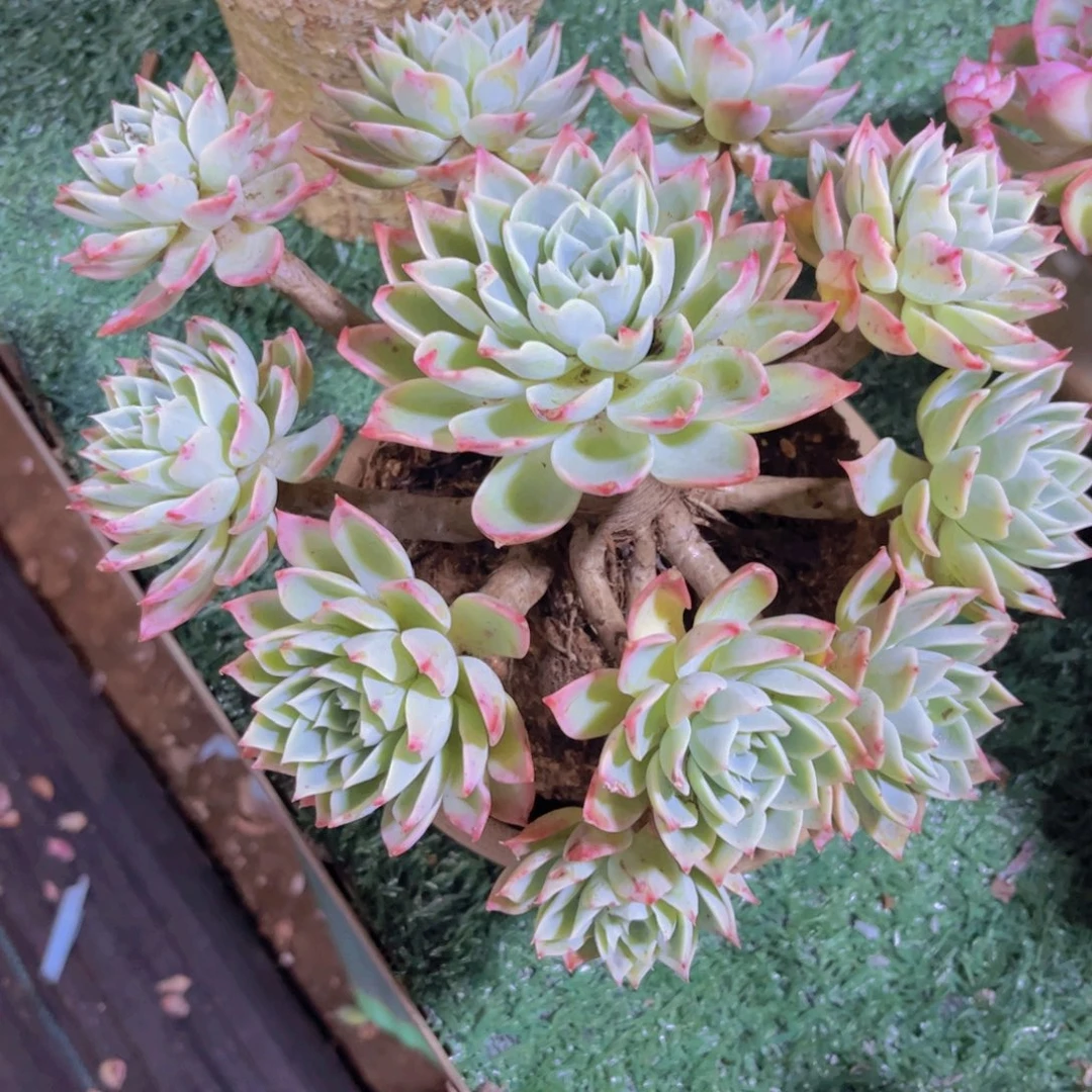 三色堇01301多肉植物