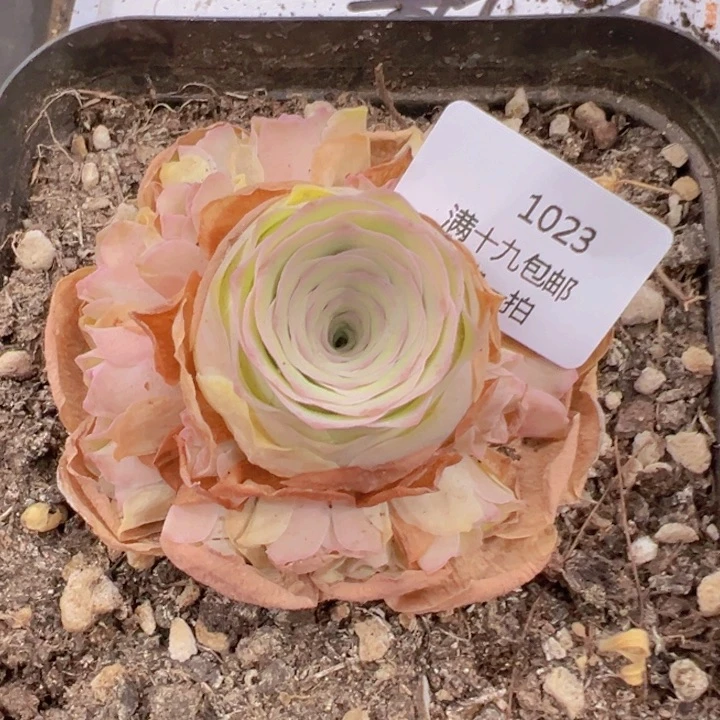 1023 裸根不带土发货不包损绝句